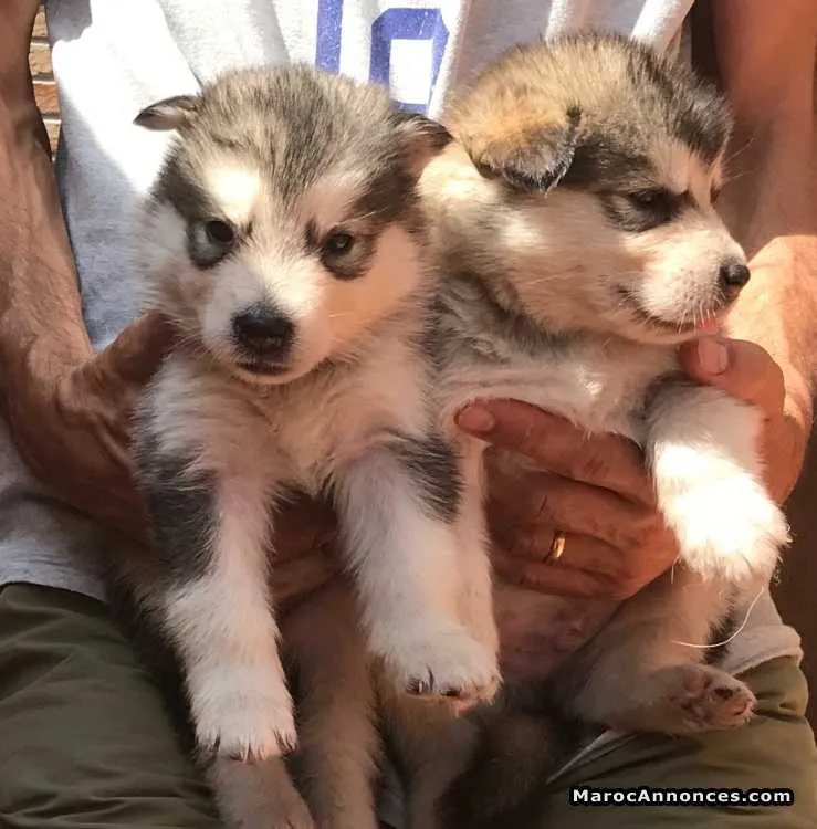 Alaskan malamute chiots spectaculaires - طنجة (2)