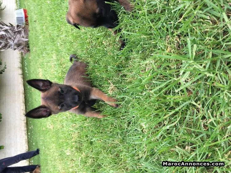 Vente de chiots malinois charbonné - بوزنيقة (3)