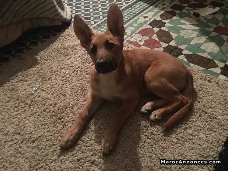 Chien malinois à vendre - الدار البيضاء