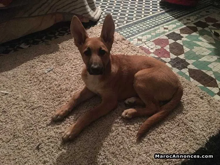 Chien malinois à vendre - الدار البيضاء (2)