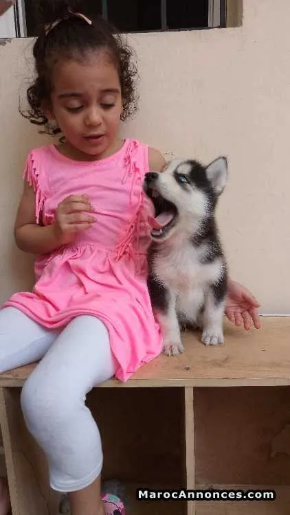 Husky en vente - الدار البيضاء (2)