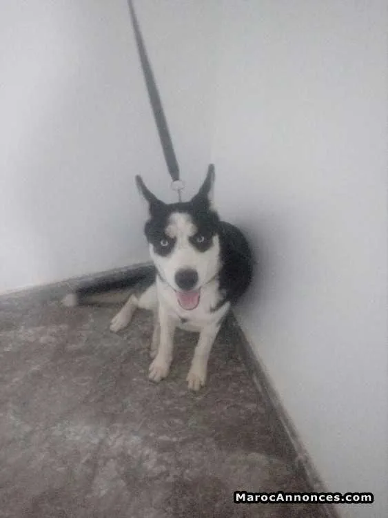 Femelle husky malamute - الرباط (2)