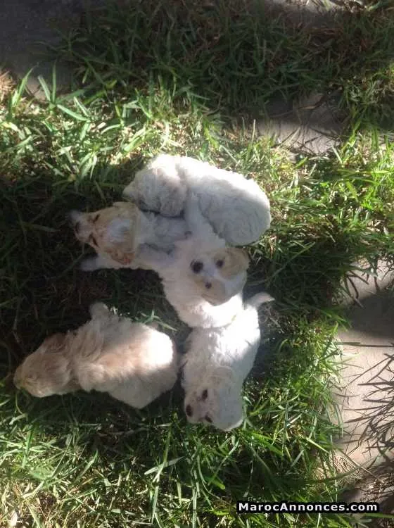 Vente de chiots - الدار البيضاء (2)