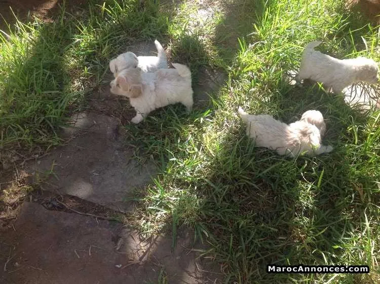 Vente de chiots - الدار البيضاء