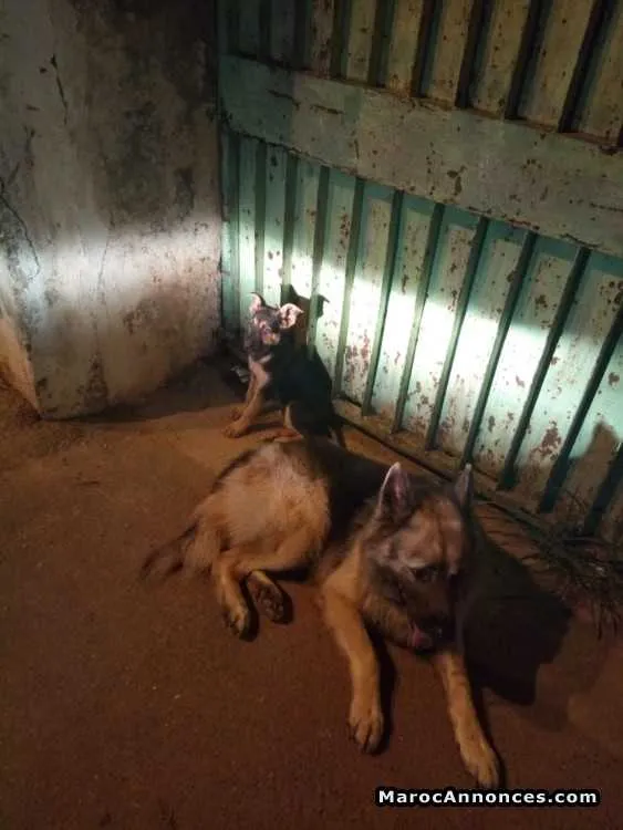 Chiots berger allemand - الرباط (2)