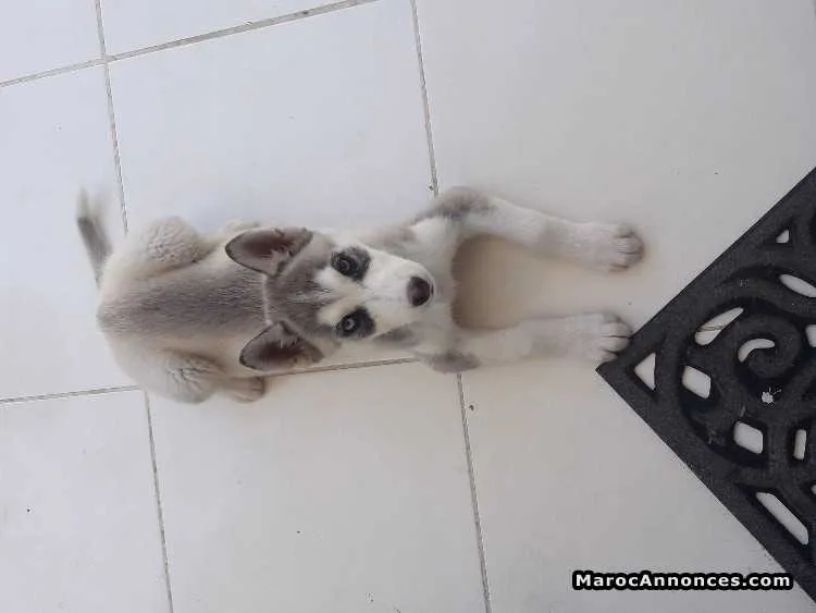 Husky - الرباط (3)