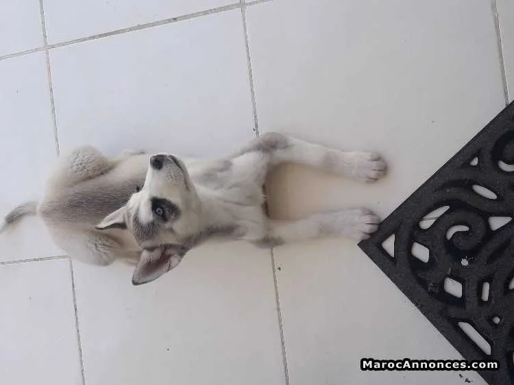 Husky - الرباط (2)