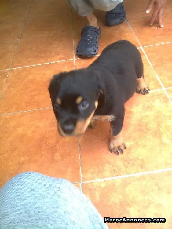 Femelle rottweiler à vendre - المحمدية
