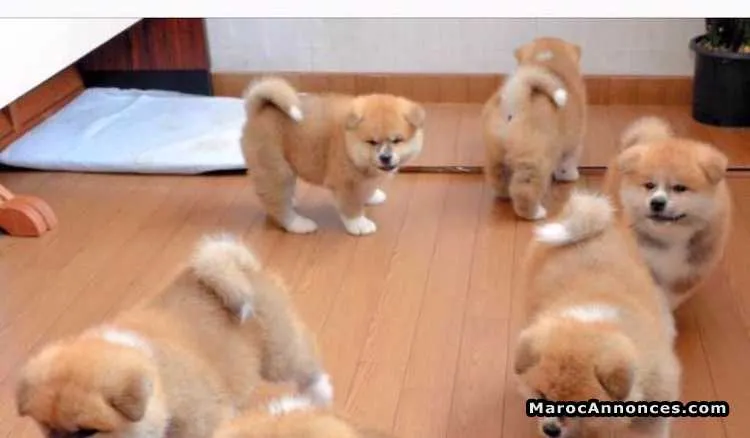 Akita inu chiots  à vendre - الجديدة