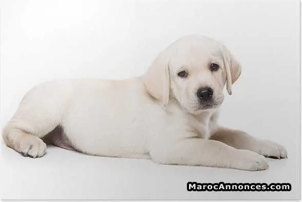 Beaux labrador chiots à vendre - الجديدة