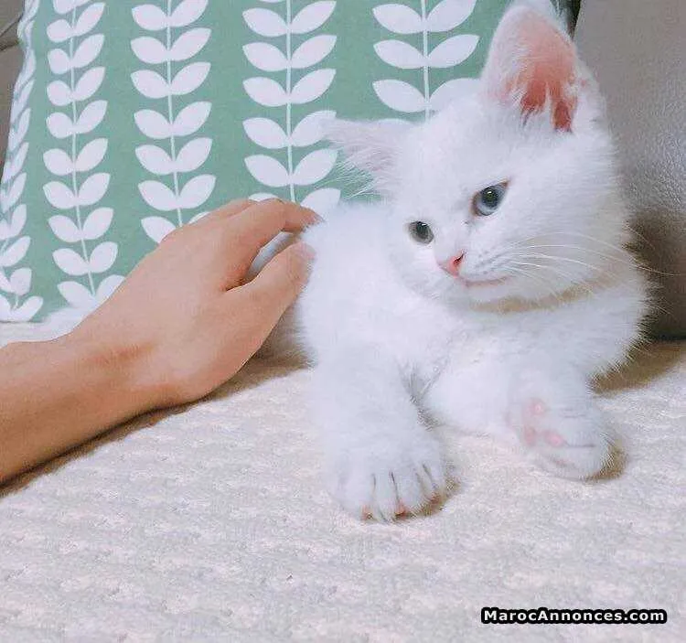 Chaton angora - الدار البيضاء