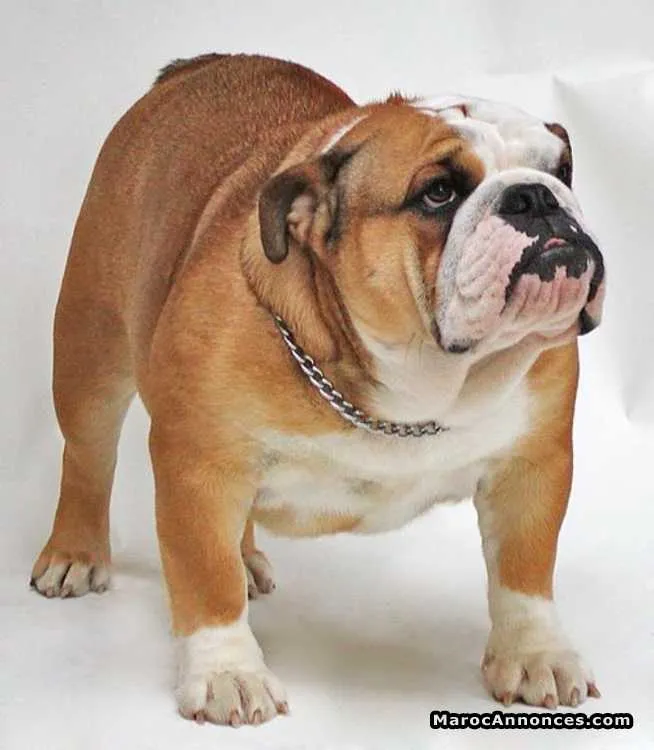 Bulldog à vendre - الرباط