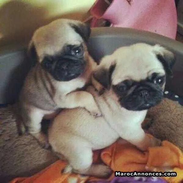 Chiots carlin pure race age 2 mois  à vendre - الدار البيضاء (3)