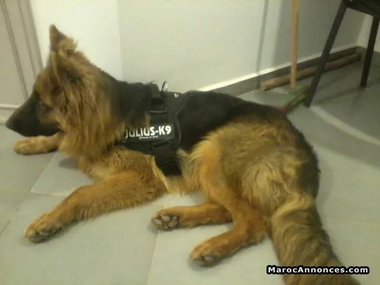 Dressage et toilettage de chiens - الدار البيضاء (2)