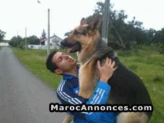 Dressage et toilettage de chiens - الدار البيضاء
