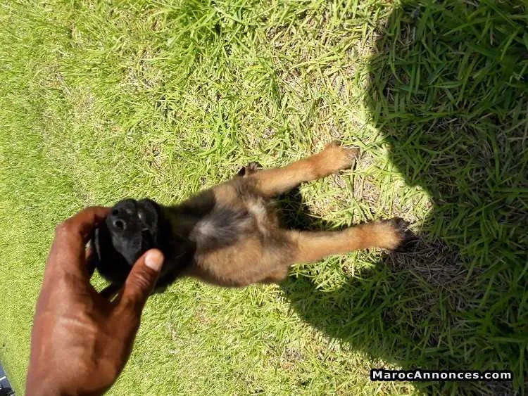 Chiots malinois charbonnier - الرباط (2)