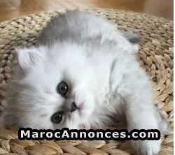 Chiots de race et chats de race - الدار البيضاء (3)