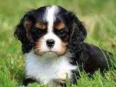 Chiots de race et chats de race - الدار البيضاء