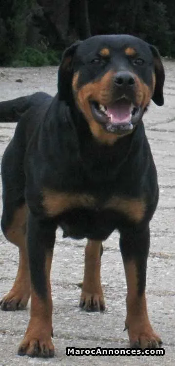 Rottweiler femelle - طنجة (2)
