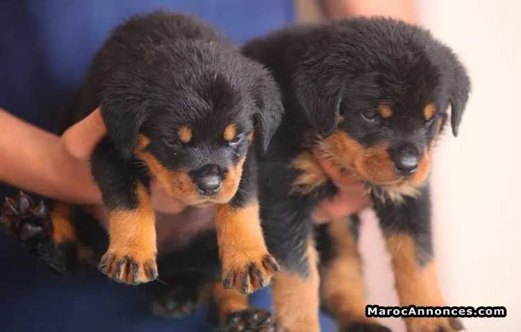 Chiots rottweiler pedigrees lignées de champions - الدار البيضاء (3)