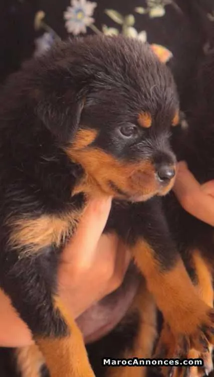 Chiots rottweiler pedigrees lignées de champions - الدار البيضاء