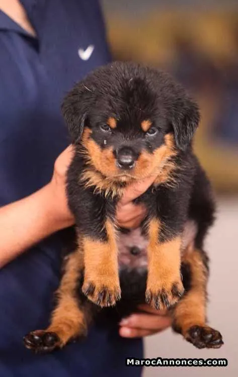 Chiots rottweiler pedigrees lignées de champions - الدار البيضاء (2)