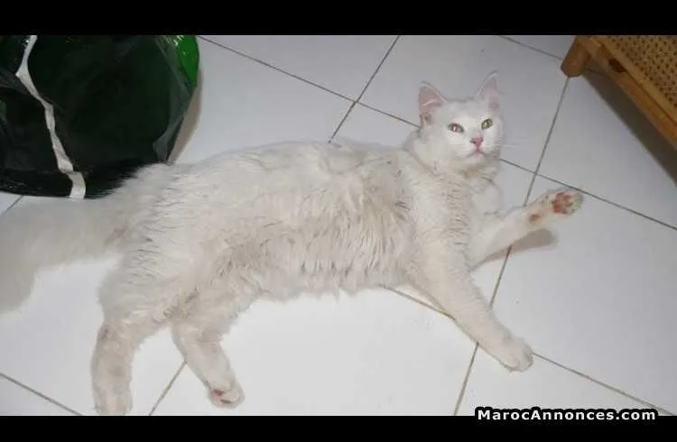Angora turc pure - الدار البيضاء (2)