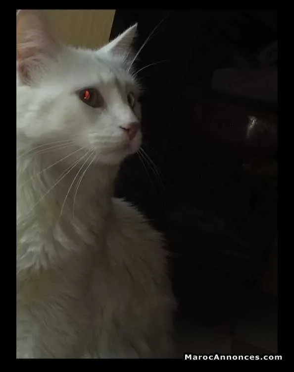 Angora turc pure - الدار البيضاء (3)