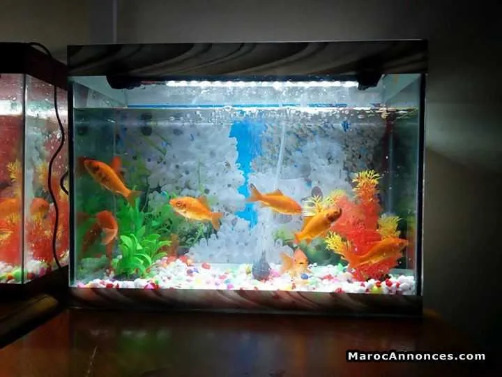 Aquariums - الدار البيضاء