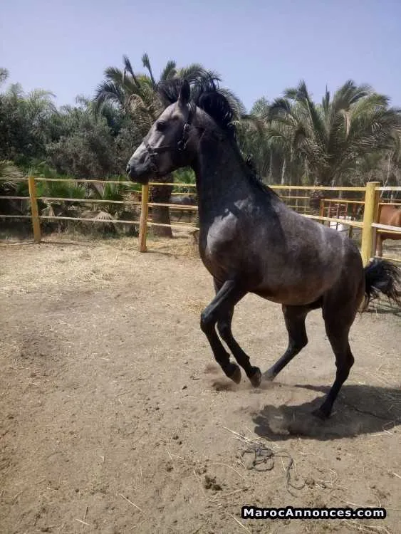 Chevaux pur sang arabe - بن سليمان (3)