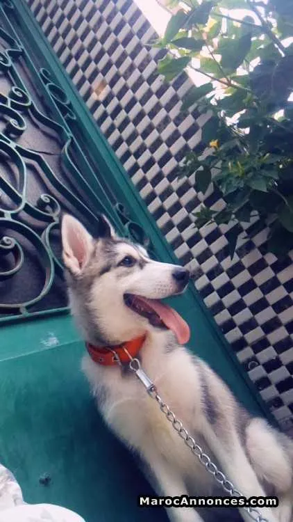 Husky à vendre - الدار البيضاء