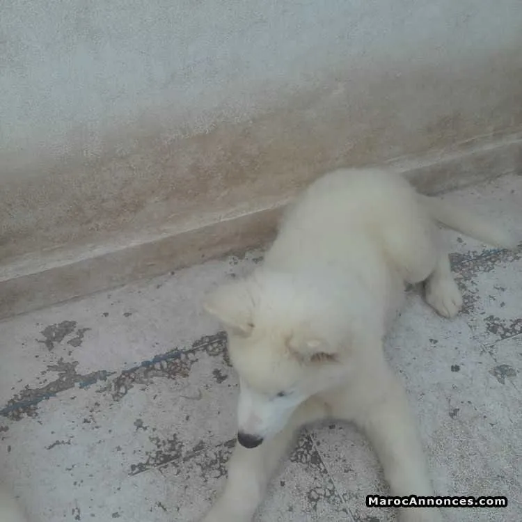Chiots husky poils longs à vendre - الدار البيضاء (3)