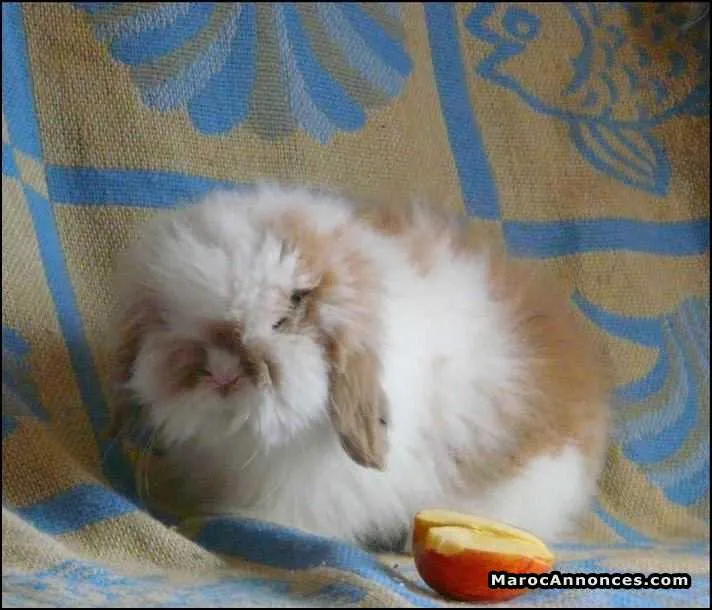 Vends lapin nain pure race minilop et teddy - مراكش (2)