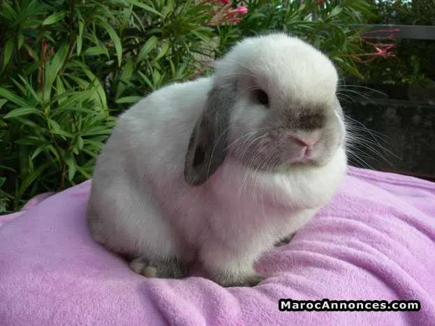Vends lapin nain pure race minilop et teddy - مراكش (3)