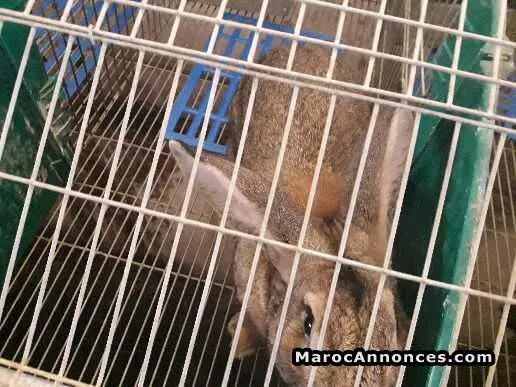 Vente lapin - فاس (2)