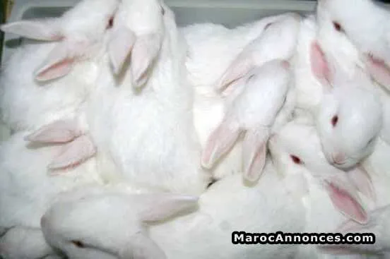 Vente lapin - فاس (3)