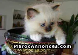 Chaton de race pure sacre de birmanie 2 mois 18 j - الدار البيضاء