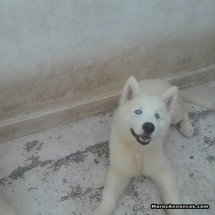 Chiots husky à vendre - الرباط