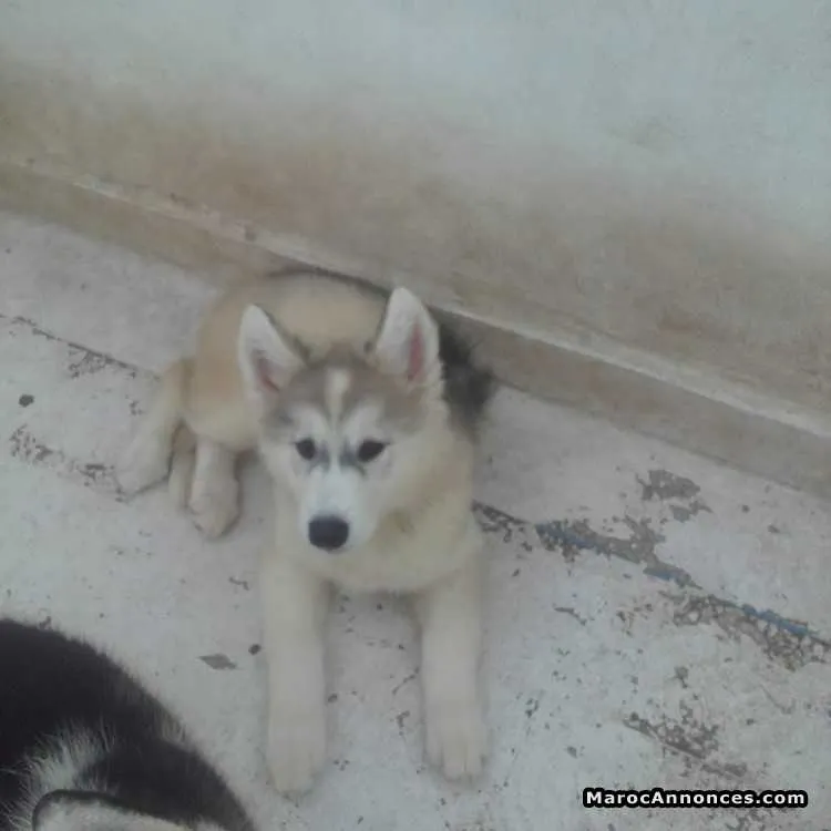 Chiots husky à vendre - الرباط (2)
