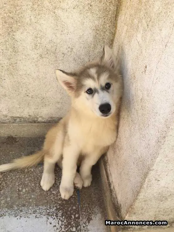 Chiots husky à vendre - الرباط (3)