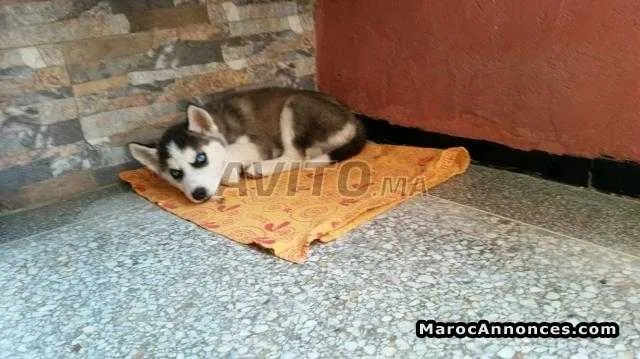 Husky - الرباط (2)