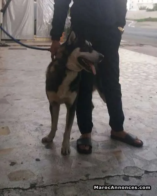 Husky - الدار البيضاء
