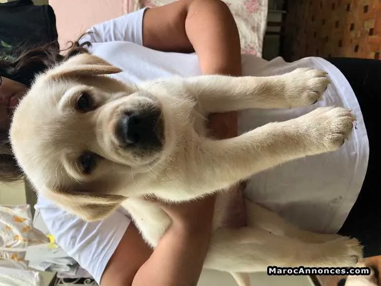 Chiot labrador male - الدار البيضاء