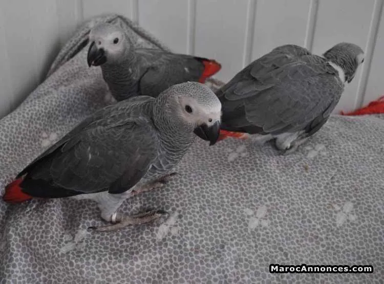 Perroquets gris africains disponibles - الدار البيضاء