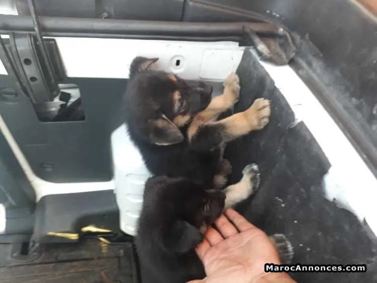Chiots berger allemand - الرباط