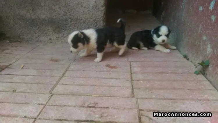 Chiots husky sibérien - الدار البيضاء (2)