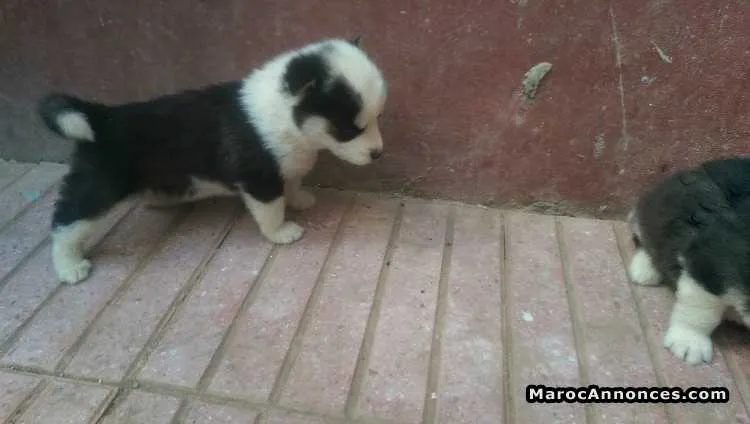 Chiots husky sibérien - الدار البيضاء (3)