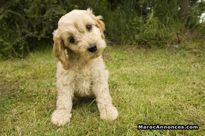 à vendre  chiots cockapoo pur race agé de 45 jour - الدار البيضاء
