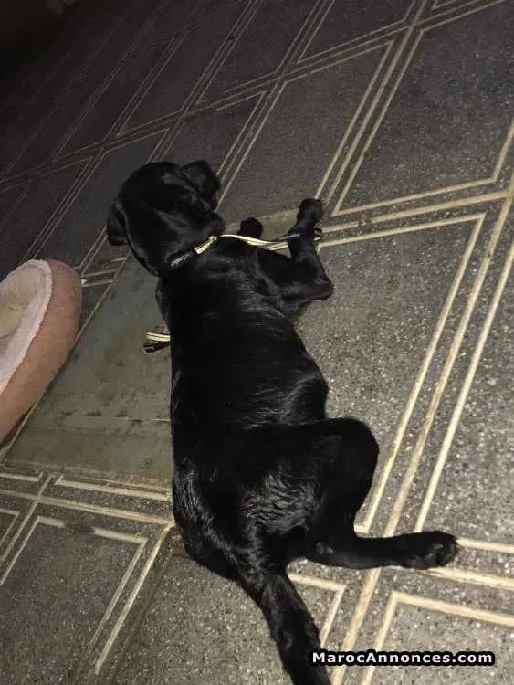 Labrador  à vendre - الرباط