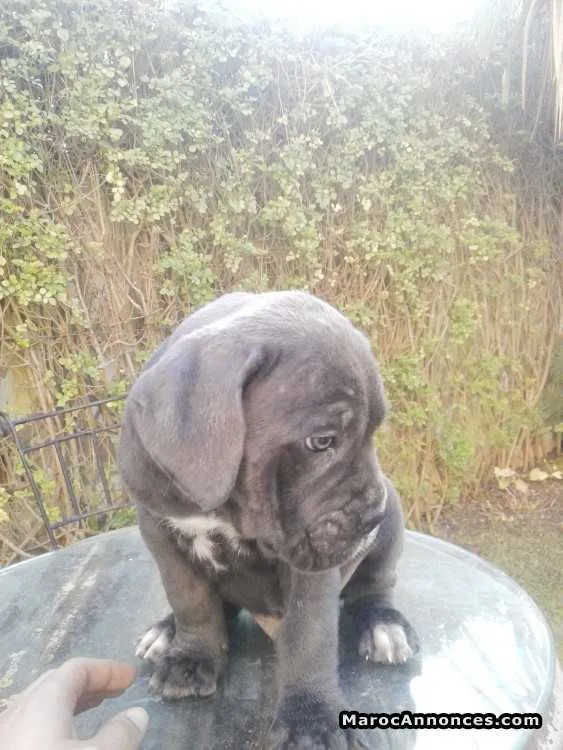 Chiots cane corso - القنيطرة